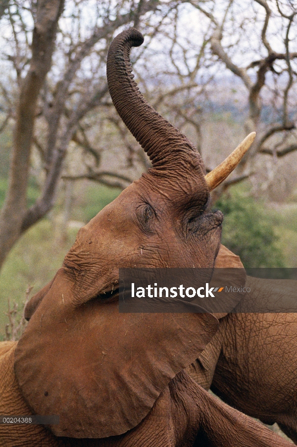 Elefante africano (Loxodonta africana) huérfano llamado Imenti, pregonando, David Sheldrick Wildlife