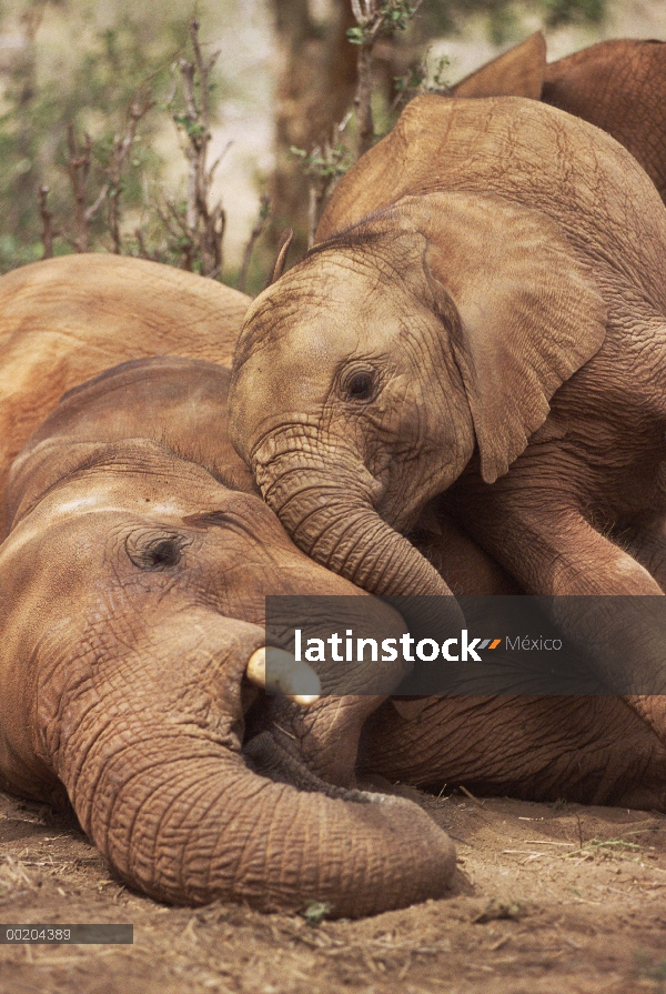 Joven huérfano de elefante africano (Loxodonta africana) cumpliendo a un viejo huérfano llamado Imen