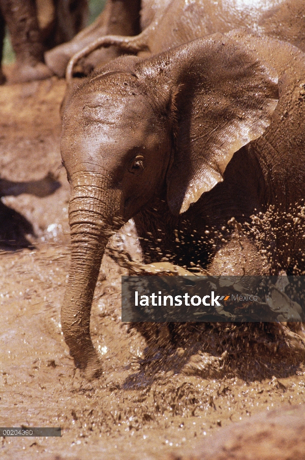 Huérfano de elefante africano (Loxodonta africana) llamado Nyiro, el más pequeño de la huérfana 8, c