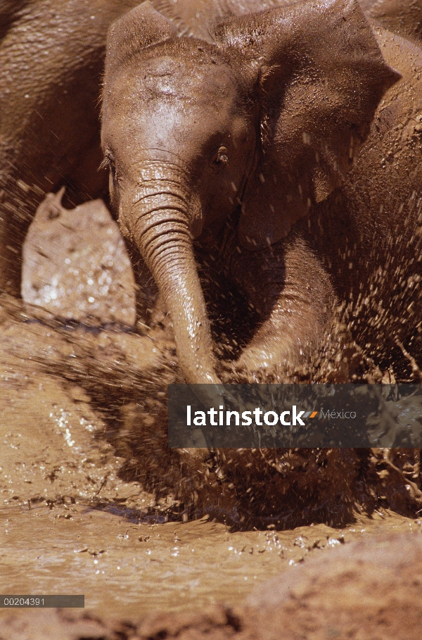 Huérfano de elefante africano (Loxodonta africana) llamado Nyiro, el más pequeño de la huérfana 8, c