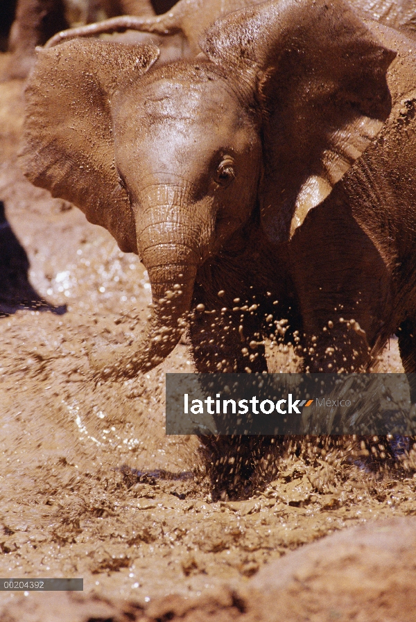 Huérfano de elefante africano (Loxodonta africana) llamado Nyiro, el más pequeño de la huérfana 8, c