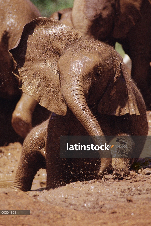 Huérfano de elefante africano (Loxodonta africana) llamado Nyiro, el más pequeño de la huérfana 8, c