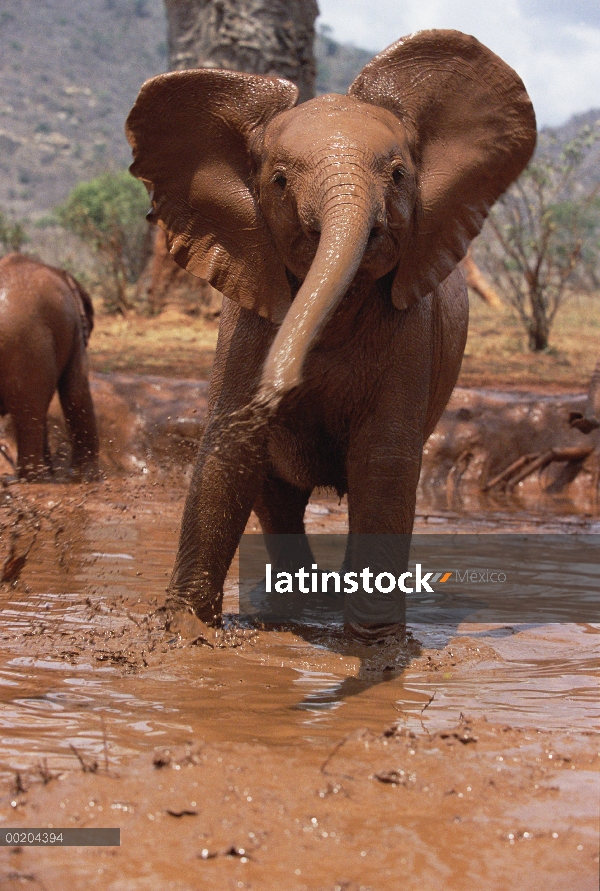 Elefante africano (Loxodonta africana) huérfano Natumi, chorros barro en baños de barro, David Sheld