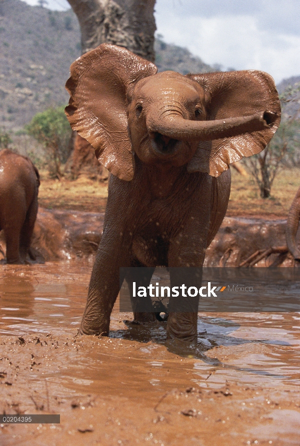 Elefante africano (Loxodonta africana) huérfano Natumi, chorros barro en baños de barro, David Sheld