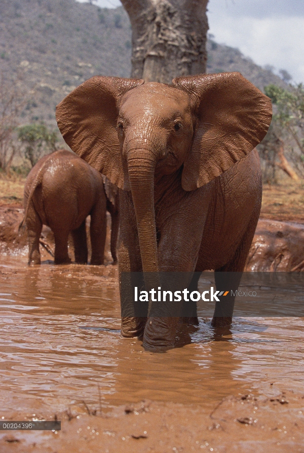 Elefante africano (Loxodonta africana) huérfano Natumi, chorros barro en baños de barro, David Sheld