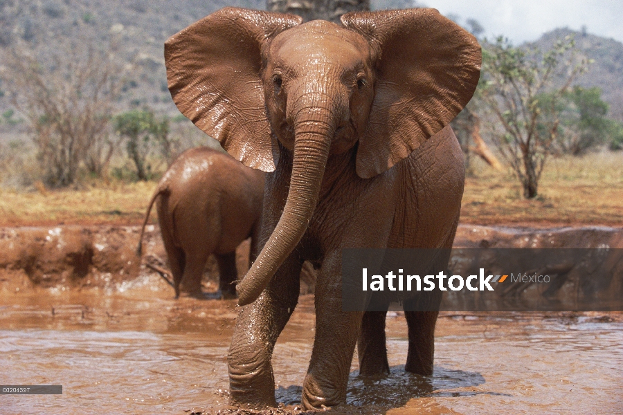 Elefante africano (Loxodonta africana) diez a doce meses de edad huérfano Natumi, carga a través de 