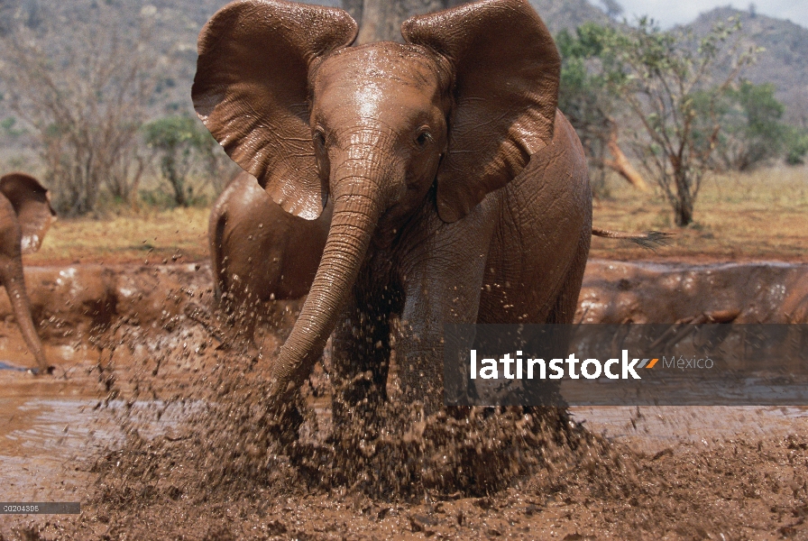 Huérfano de elefante africano (Loxodonta africana) llamado Natumi, carga y jugando en el baño de lod