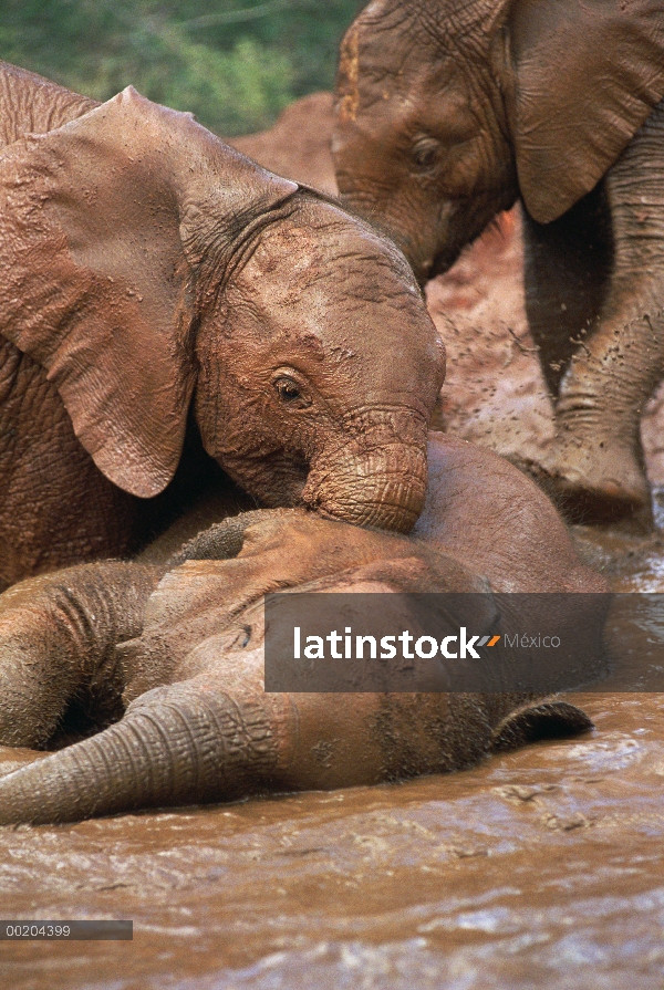 Natumi elefante africano (Loxodonta africana) en el centro jugando en el baño de lodo con otros huér