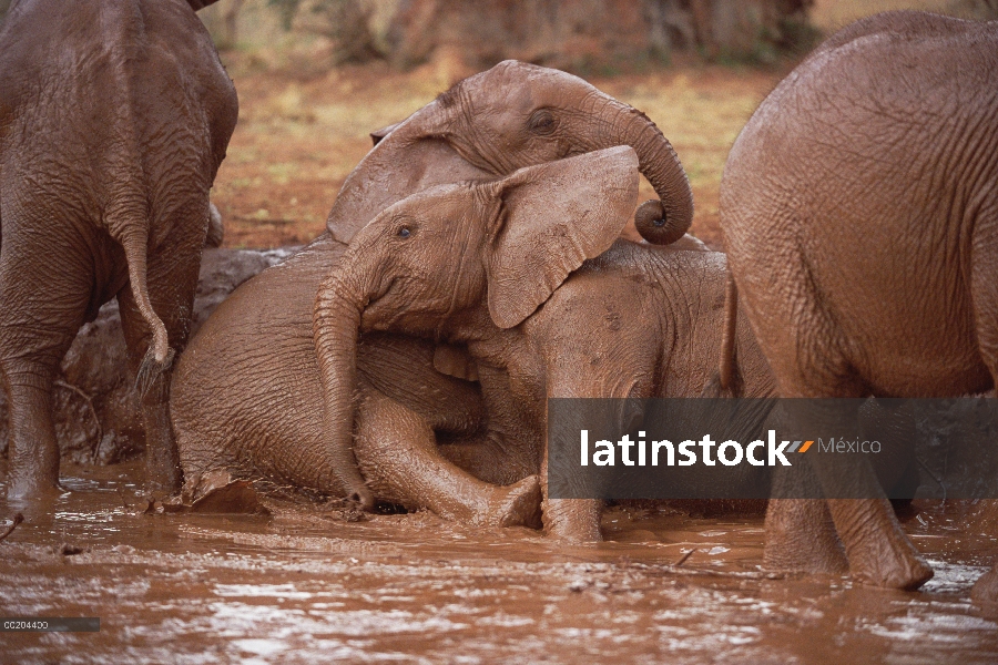 Elefante africano (Loxodonta africana) huérfanos, Nyiro y Lewa en baños de barro, David Sheldrick Wi