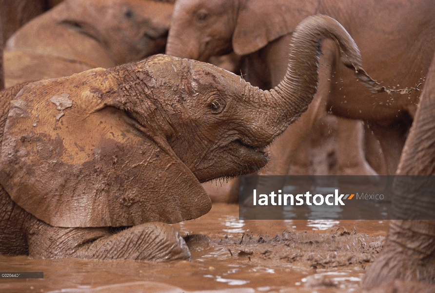 Elefante africano (Loxodonta africana) huérfanos chorros barro en baños de barro, David Sheldrick Wi