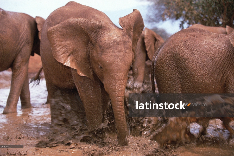 Huérfano de elefante africano (Loxodonta africana), Natumi, carga y jugando en el baño de lodo, Davi