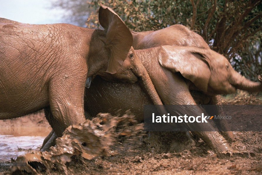 Elefante africano (Loxodonta africana) huérfanos empujar, empujar y jugando en el baño de lodo, Davi