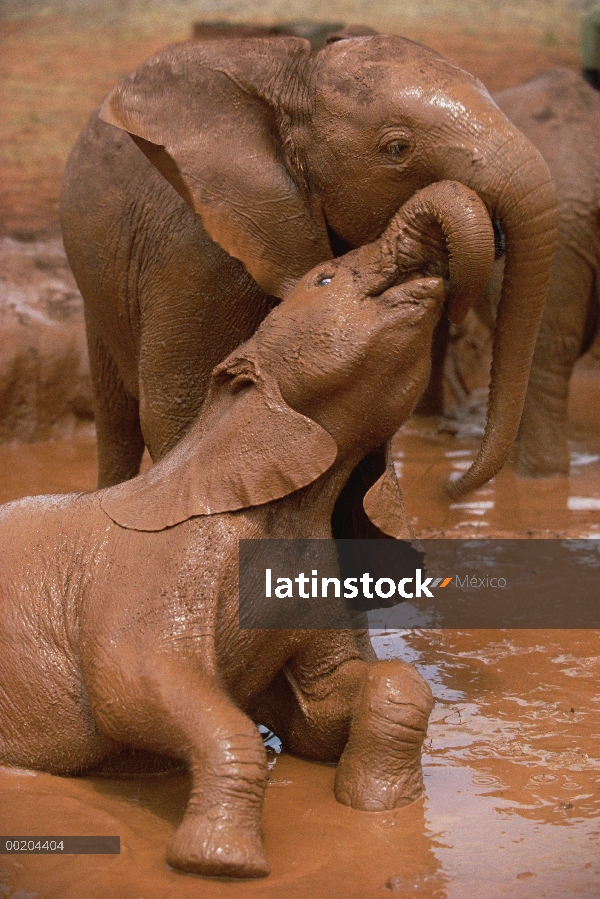 Huérfanos del elefante africano (Loxodonta africana) jugando en el baño de lodo, David Sheldrick Wil