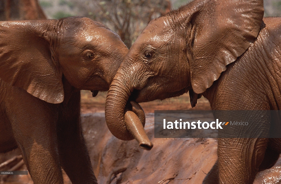 Elefante africano (Loxodonta africana) huérfanos llamado Natumi y marcha lenta, lucha y jugando en e