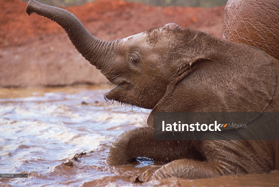 Huérfano de elefante africano (Loxodonta africana) llamado Nyiro, jugando en Tsavo Baobab baños de b