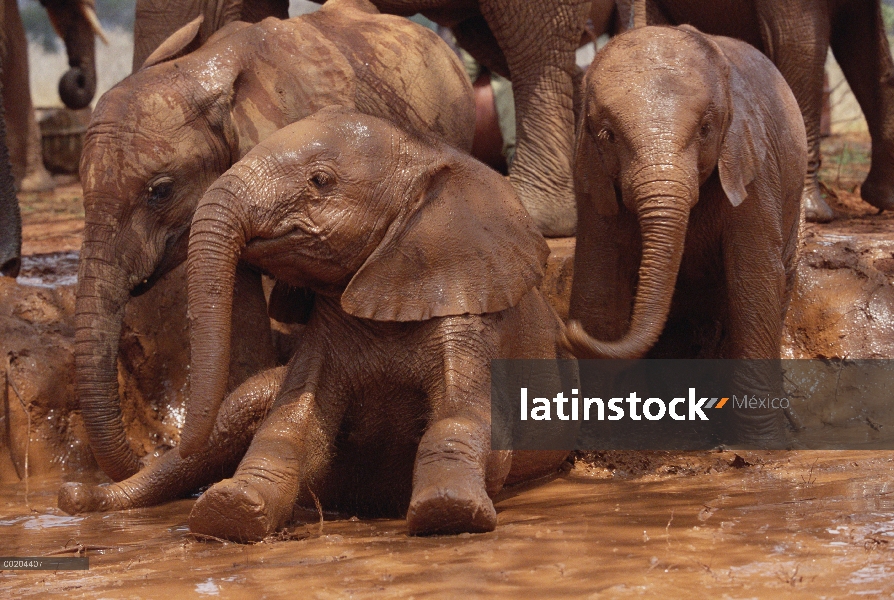 Huérfanos del elefante africano (Loxodonta africana) jugando en el baño de lodo, David Sheldrick Wil