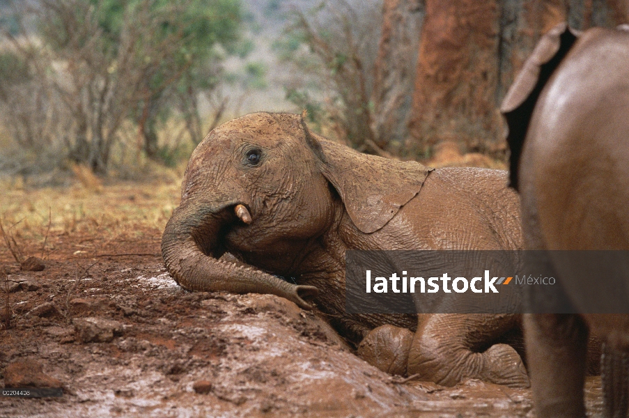 Huérfano de elefante africano (Loxodonta africana) en baños de barro, David Sheldrick Wildlife Trust