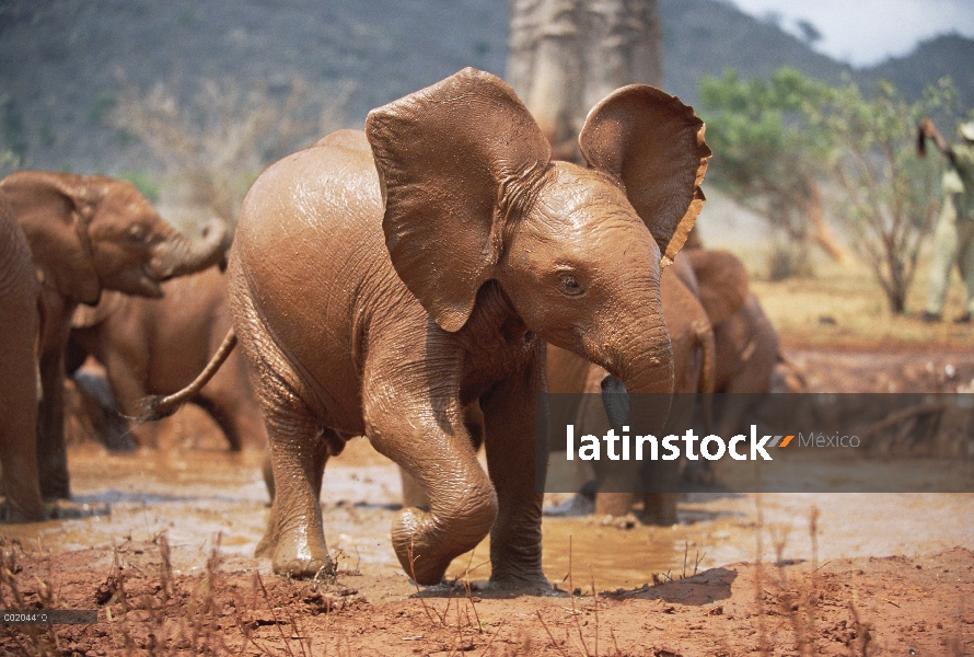 Elefante africano (Loxodonta africana) huérfano Natumi, carga de juego, David Sheldrick Wildlife Tru