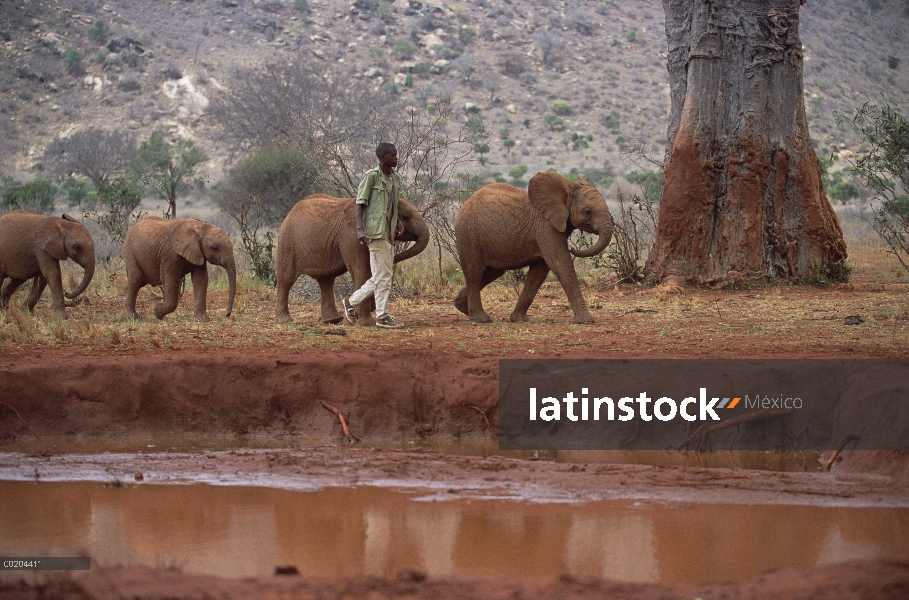 Elefante africano (Loxodonta africana) Natumi conduce a otros huérfanos para baños de barro con port