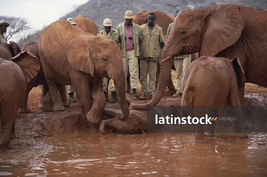 Huérfano de elefante africano (Loxodonta africana) llamado Nyiro, en baños de barro, David Sheldrick