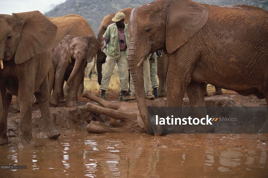 Huérfano de elefante africano (Loxodonta africana) llamado Nyiro, en baños de barro, David Sheldrick