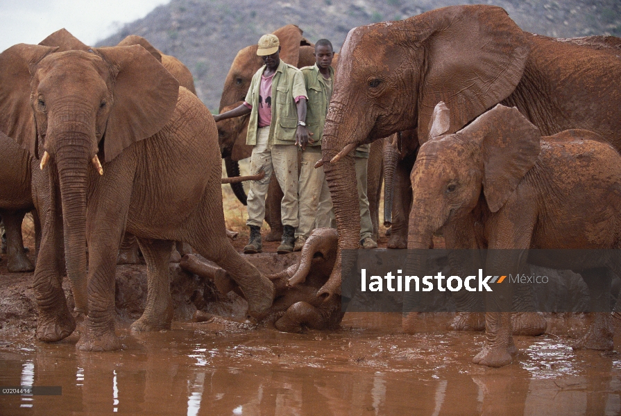 Huérfano de elefante africano (Loxodonta africana) llamado Nyiro, en baños de barro, David Sheldrick