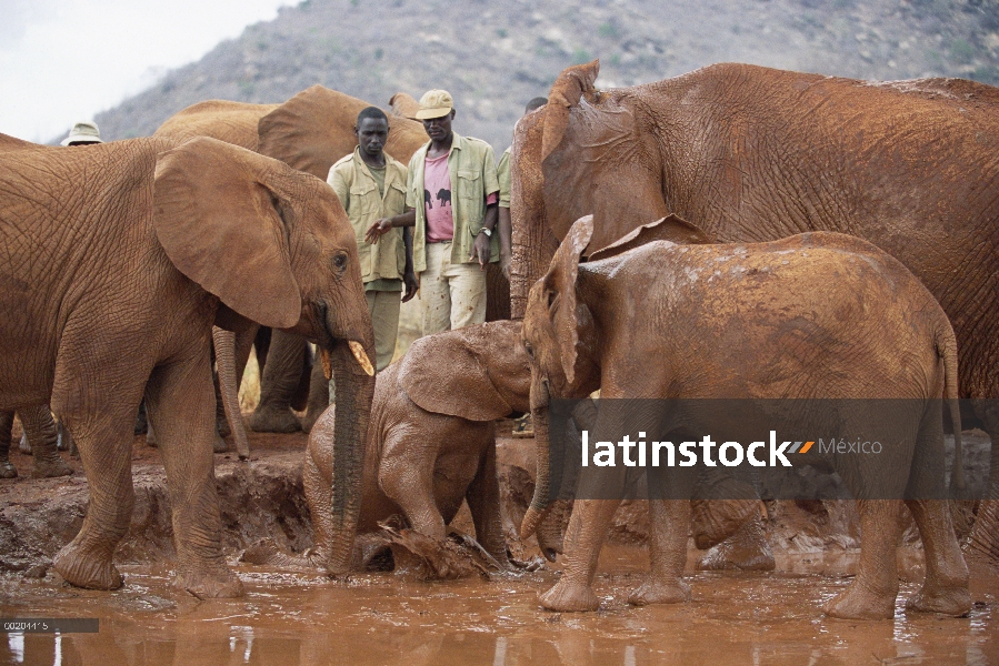 Huérfano de elefante africano (Loxodonta africana) llamado Nyiro, en baños de barro, David Sheldrick