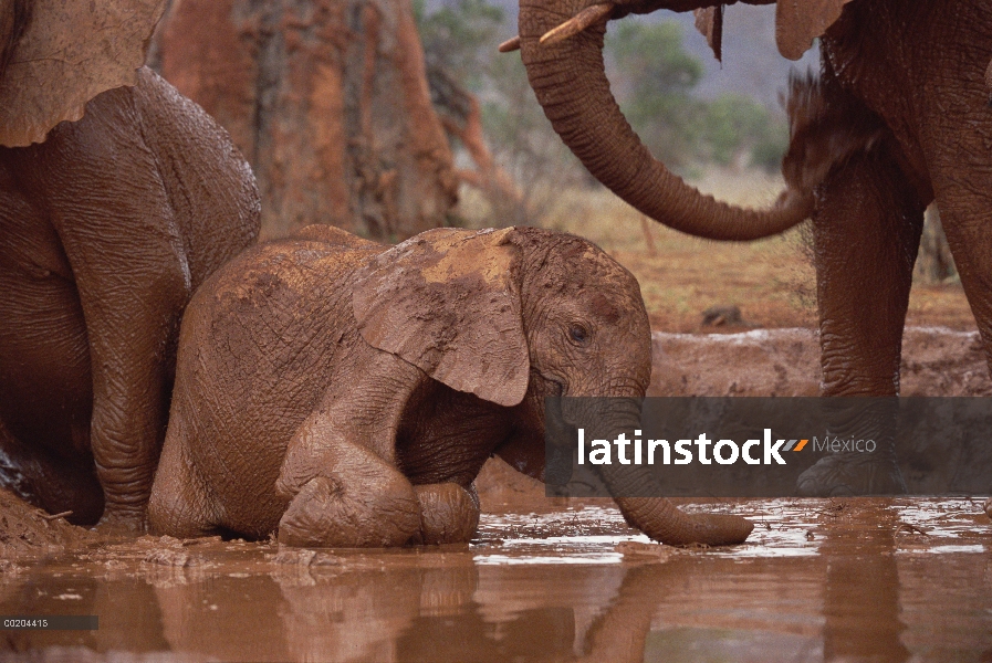 Huérfano de elefante africano (Loxodonta africana) llamado Nyiro, en baños de barro, David Sheldrick