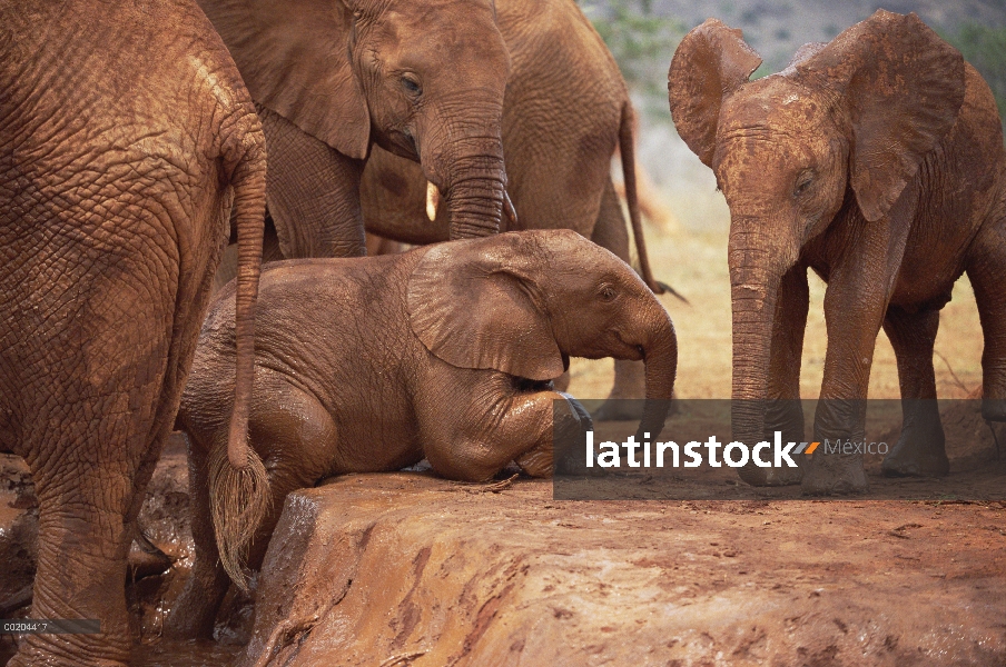 Huérfano de elefante africano (Loxodonta africana) llamado Nyiro, arrastrándose fuera de baños de ba