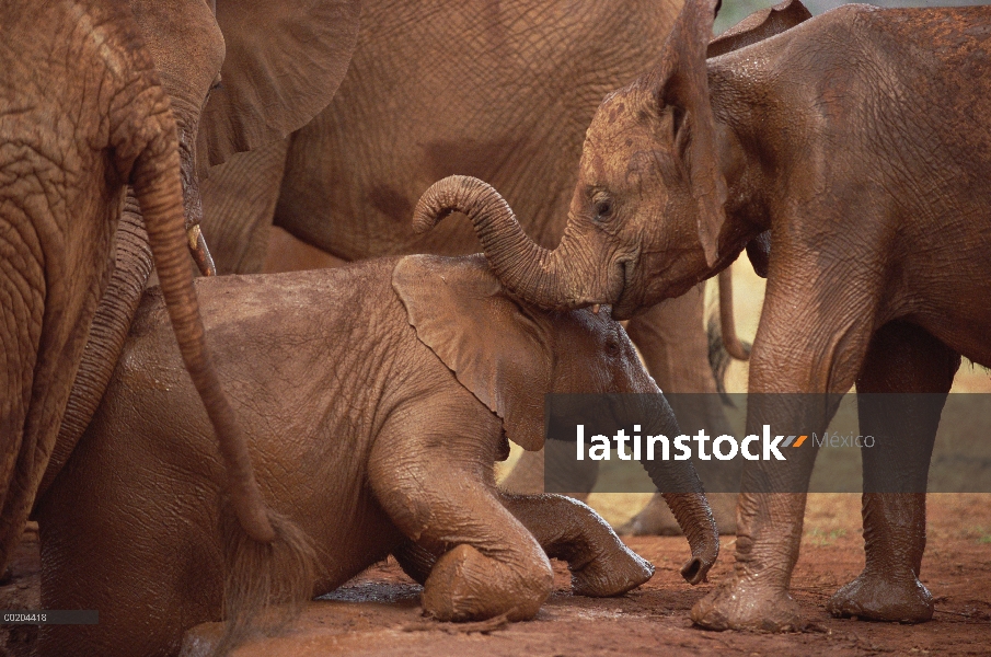 Huérfano de elefante africano (Loxodonta africana) llamado Nyiro, arrastrándose fuera de baños de ba