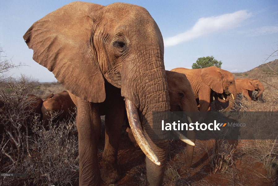 Huérfano de elefante africano (Loxodonta africana) denominada Dika navegación en friega, David Sheld