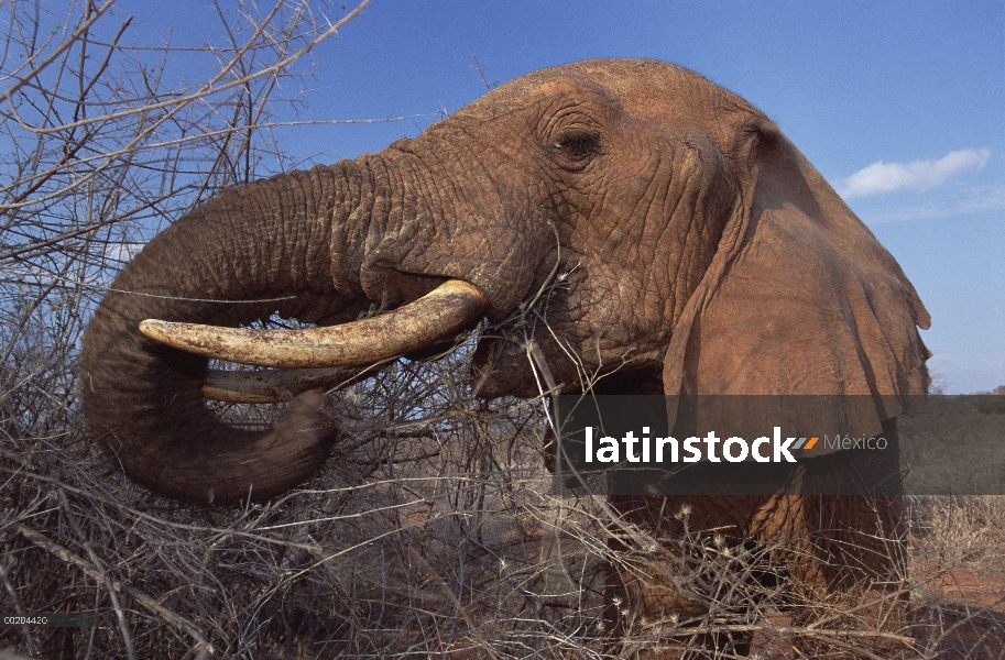 Huérfano de elefante africano (Loxodonta africana) denominada Dika navegación en friega, David Sheld