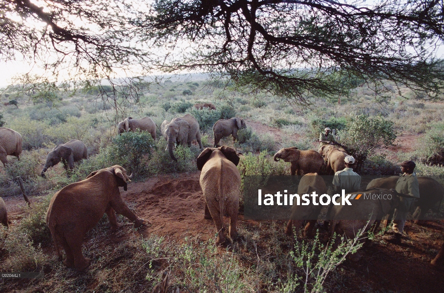 Elefante africano (Loxodonta africana) la huérfana ocho reuniones más huérfanos y los elefantes salv