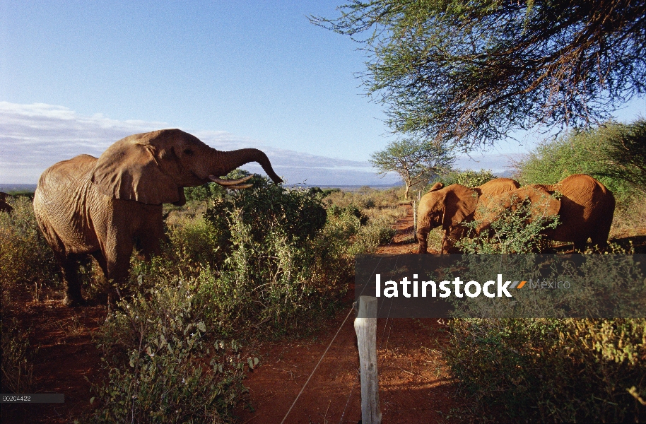 Natumi elefante africano (Loxodonta africana) y otros huérfanos reunión mixta manada de salvajes y v