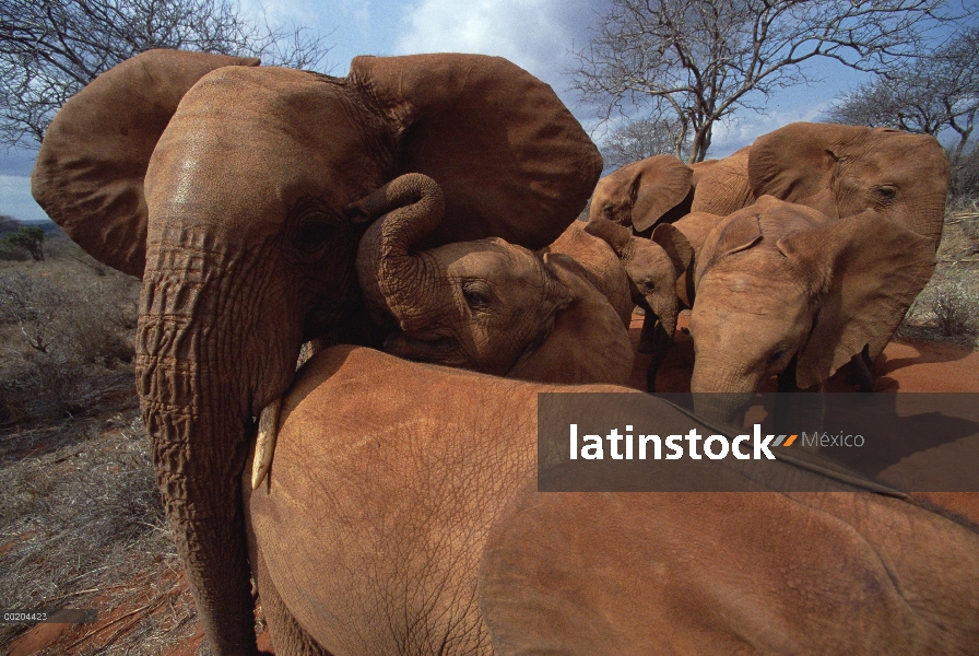 Jóvenes huérfanos de elefante africano (Loxodonta africana) aglomeración alrededor de elefantes huér