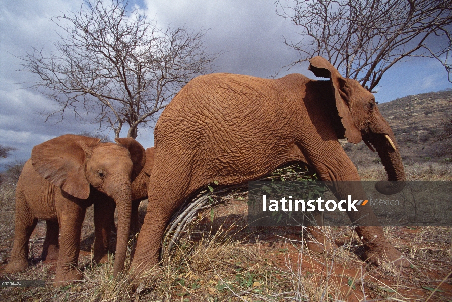 Elefante africano (Loxodonta africana) Natumi relojes a huérfano mayor rasguño del vientre en Arboli