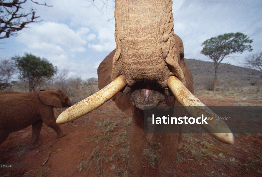 Huérfano de elefante africano (Loxodonta africana) llamado Malalka, mostrando los colmillos, David S