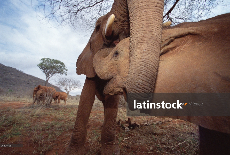 Elefante africano (Loxodonta africana) huérfano boca de Malaika cheques bebé para Coco comida, David