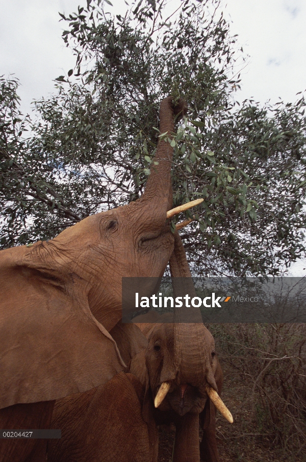 Huérfano de elefante africano (Loxodonta africana) llamada Malaika, navegando con jóvenes Imenti, Da