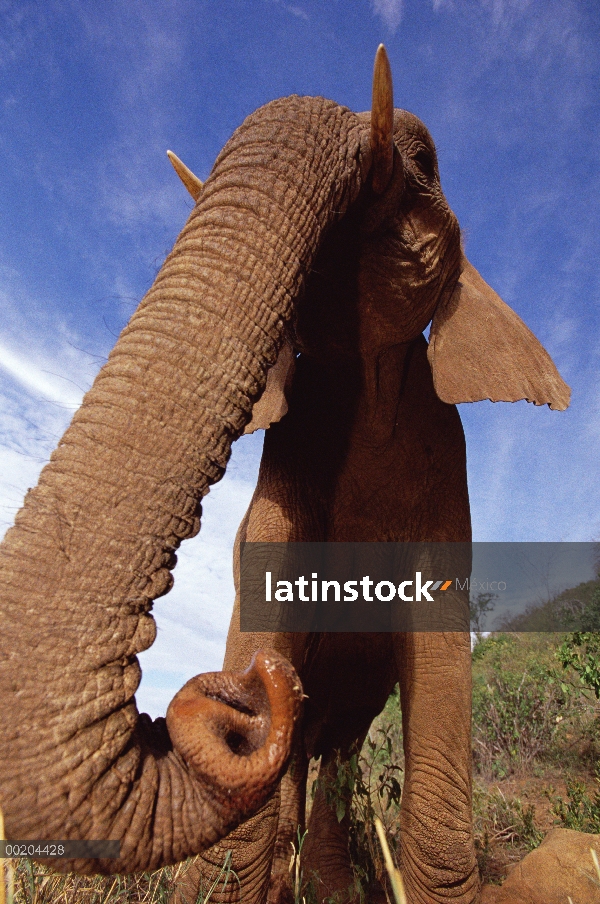 Retrato de elefante africano (Loxodonta africana) de Malaika, huérfano, con una lente de gran angula