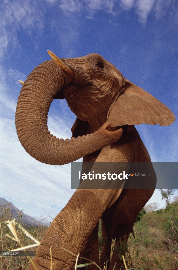 Retrato de elefante africano (Loxodonta africana) de mujer, tomada con un lente gran angular, David 