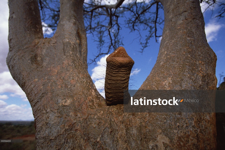 Huérfano de elefante africano (Loxodonta africana), tronco curioso de Imenti explora la 'V' en un ár