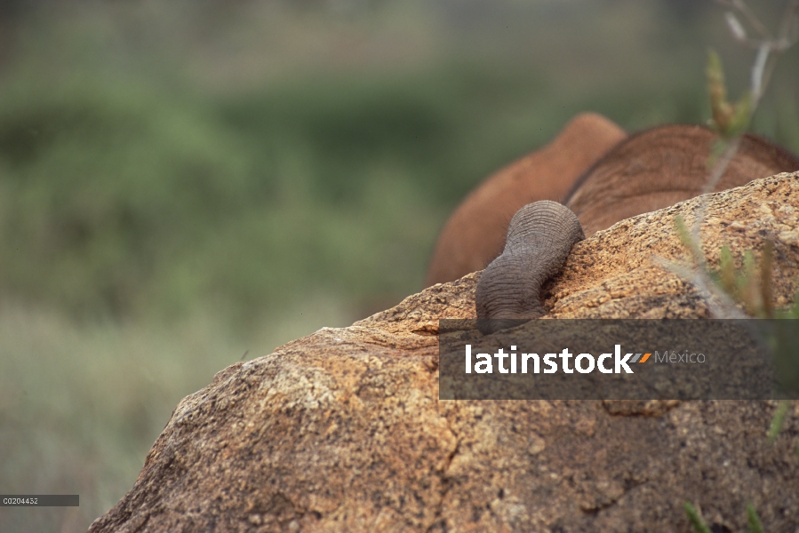 Elefante africano (Loxodonta africana) huérfano tronco de Natumi explorar nuevos lugares, David Shel