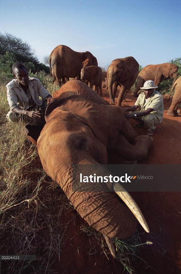 Huérfano de elefante africano (Loxodonta africana) llamado Imenti, tendido a lo largo de bush road, 