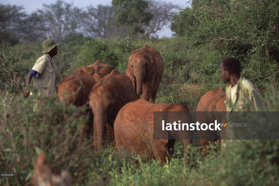 Elefante africano (Loxodonta africana) encargados de cerca viendo salvaje manada siguiendo el huérfa