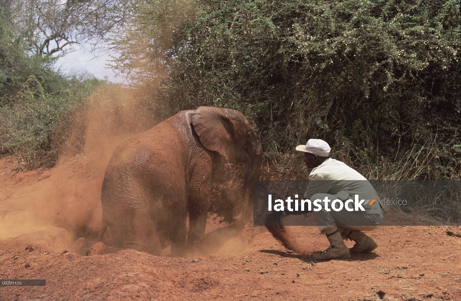 Huérfano de elefante africano (Loxodonta africana) llamado Natumi, 24 meses de edad toma un baño de 