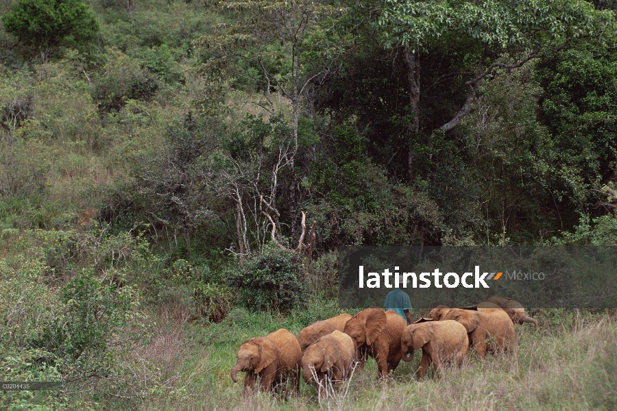 Elefante africano (Loxodonta africana) huérfano ocho se reunieron el último día, orfanato de Nairobi