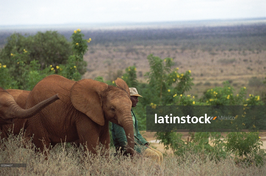 Huérfano de elefante africano (Loxodonta africana) llamado Natumi, con el portero Mishak Nzimbi la p