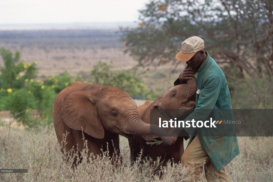 Encargado de elefante africano (Loxodonta africana) Mishak Nzimbi tiende a bebés huérfanos, David Sh