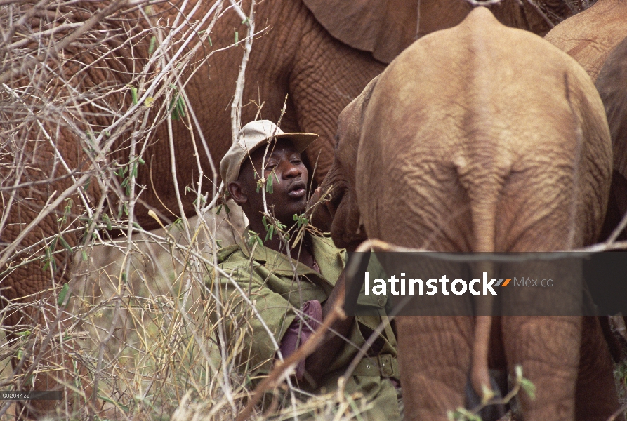 Bebés huérfanos de elefante africano (Loxodonta africana) en bush solían por Mishak Nzimbi, David Sh